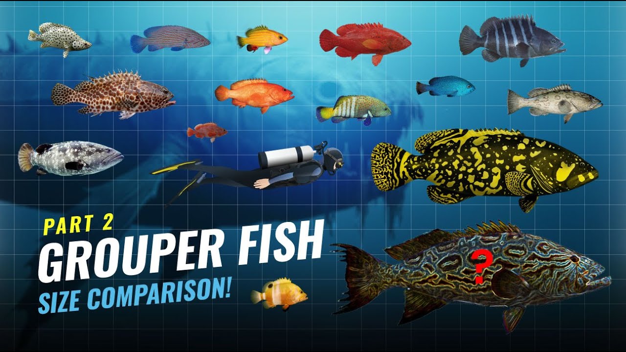 Grouper Fish Size Comparison PART 2 – From Smallest to the Giant Queensland Grouper!