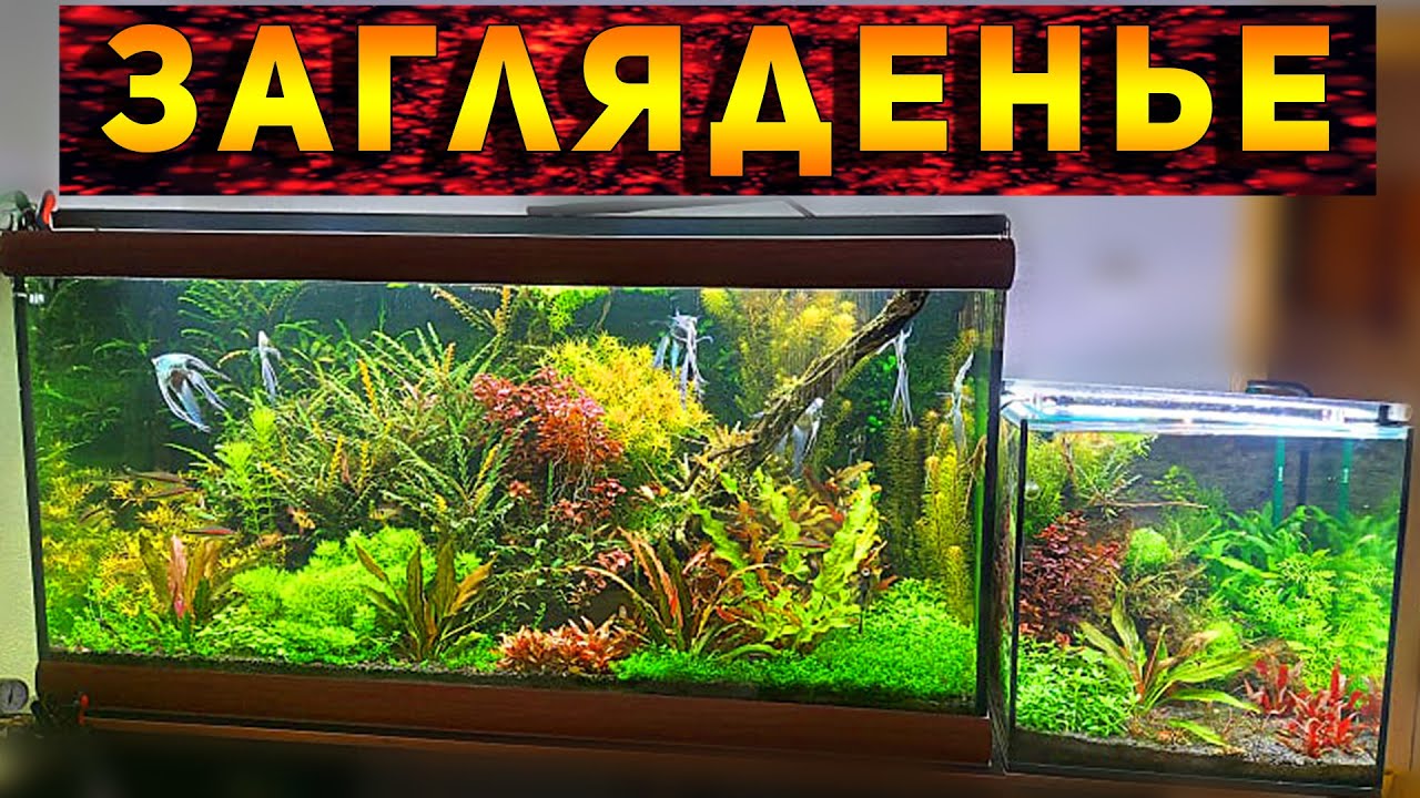 Красивейшие домашние аквариумы травники со скаляриями Романа из Одессы!