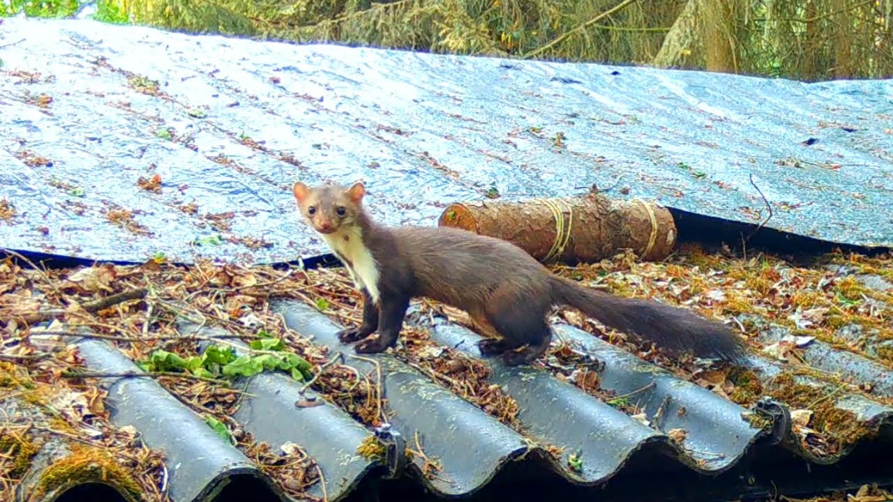 Adorable Beech Marten Kits living in our Cabin in the Woods