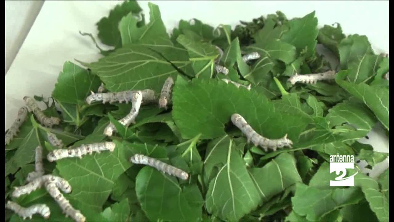 Leffe Museo del tessile tra i macchinari anche i bachi da seta Antenna 2 TV 07052014