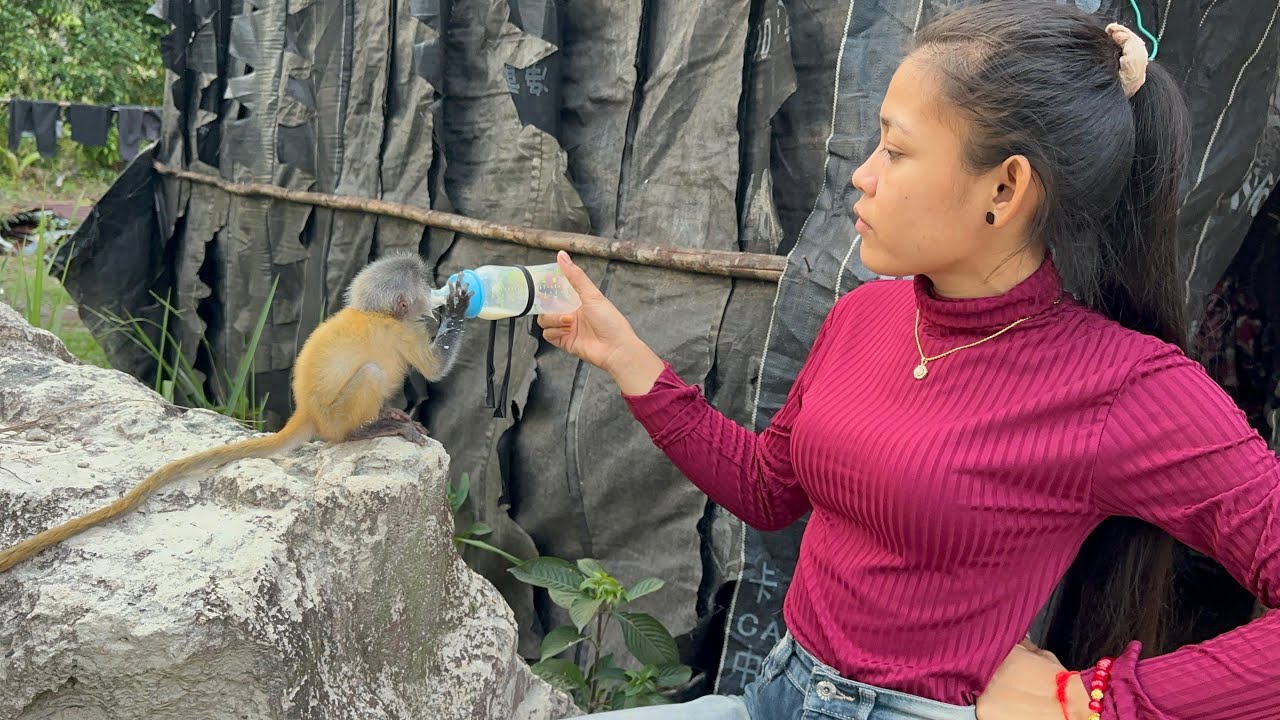 Adorable Baby Monkey Being Fed Milk – So Cute!