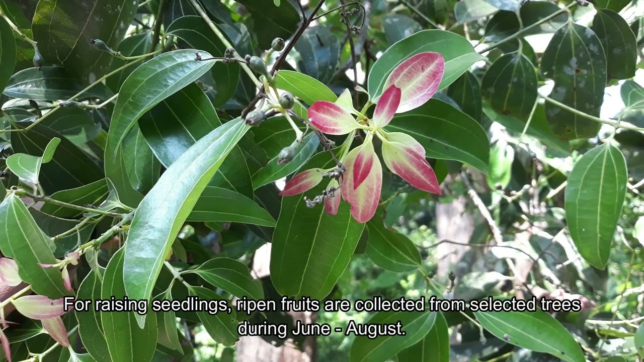 All About Growing True Cinnamon  Tree - Dalchini (Cinnamomum verum J. Presl)