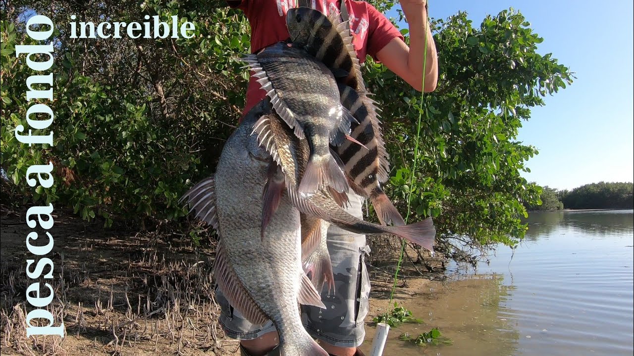 pesca de orilla en tampa , florida , blackdrum , sheepshead y mas