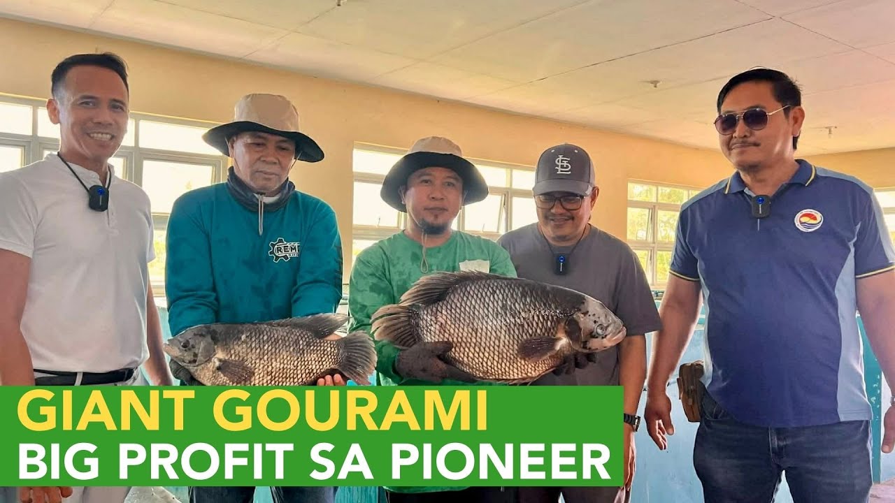 BIG PROFIT para sa Pioneer! Giant Gourami Breeding Business