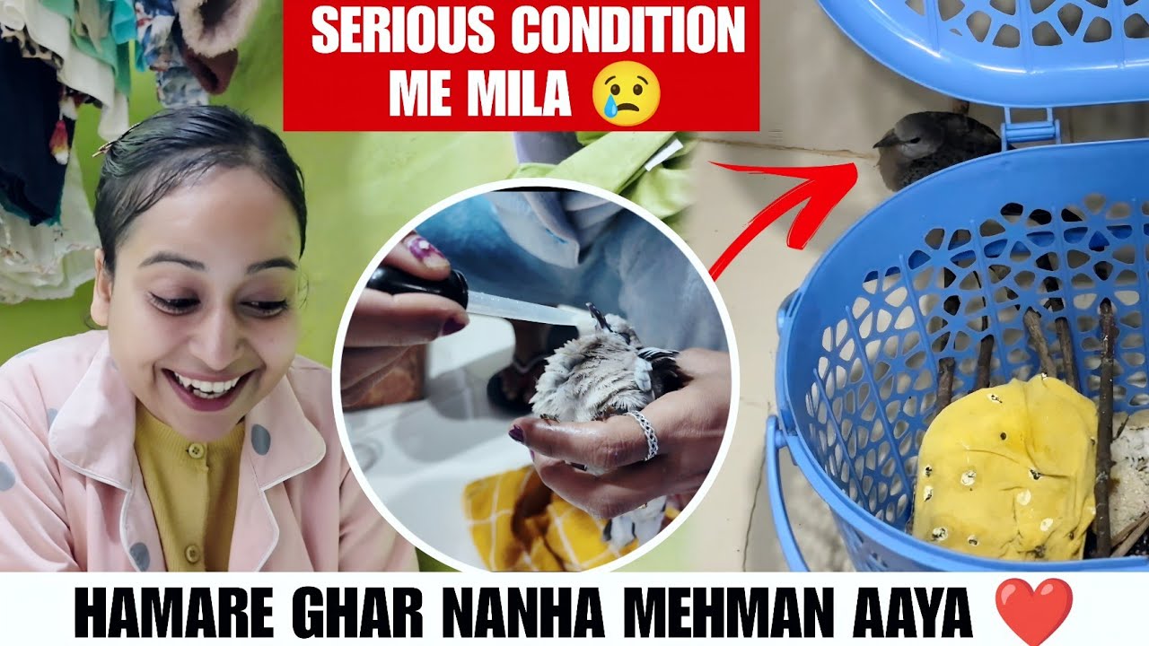 Bird mila serious condition me 😢