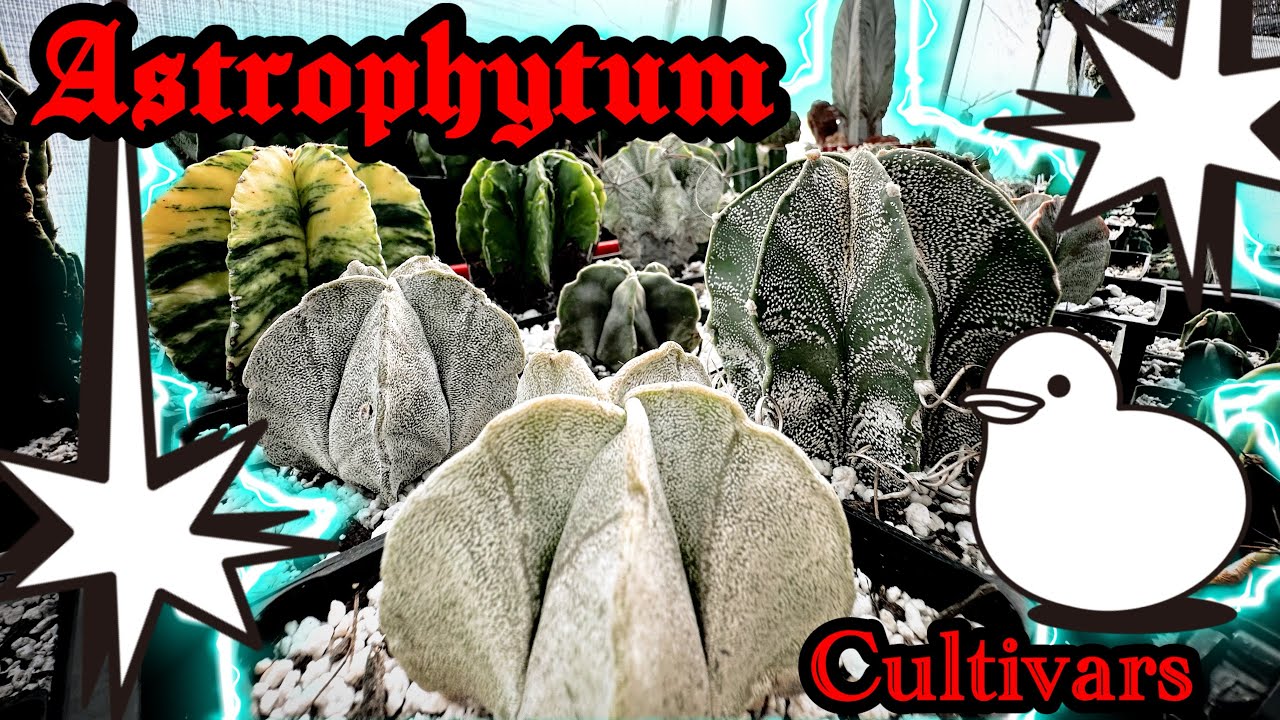 Astrophytum Cultivars