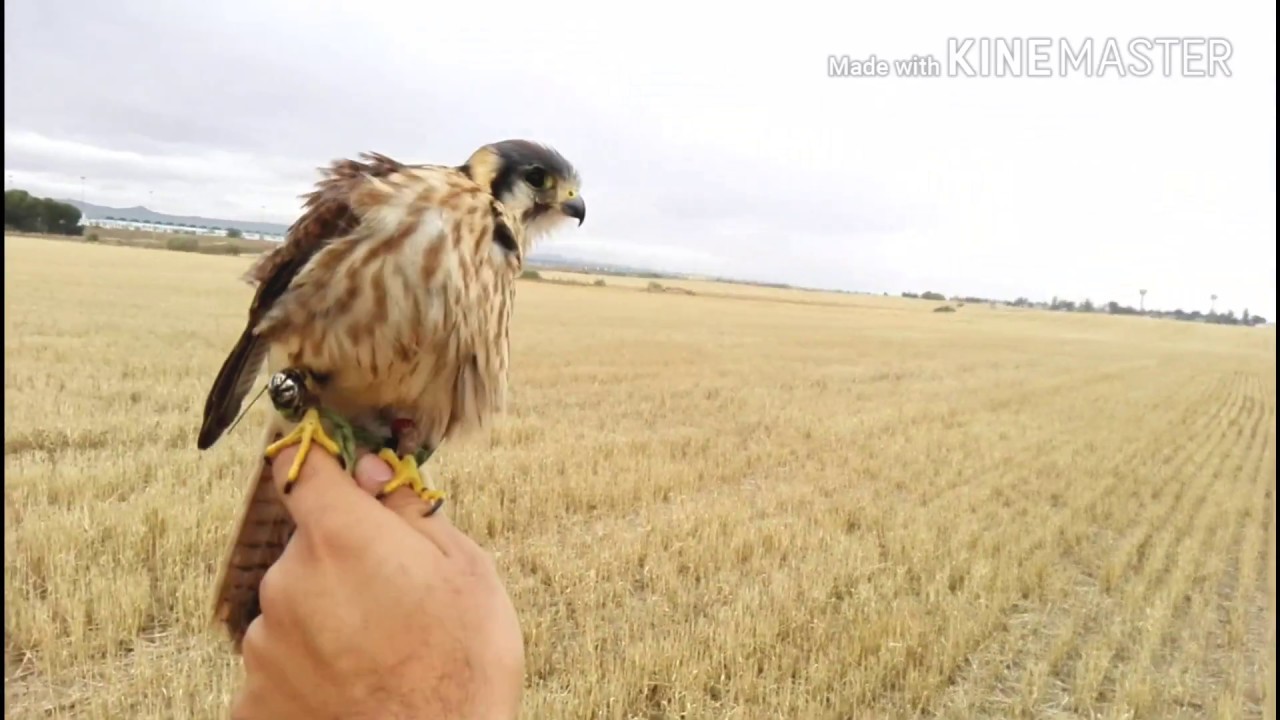 (Cetrería) cernícalo a codorniz con perro de muestra /(Falconry) hunting with Kestrel and Dog