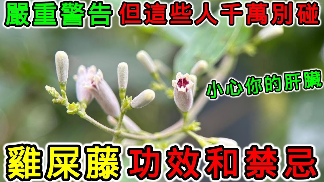 雞屎藤的功效，雞屎藤的副作用，雞屎藤的禁忌，哪些人不能用雞屎藤？