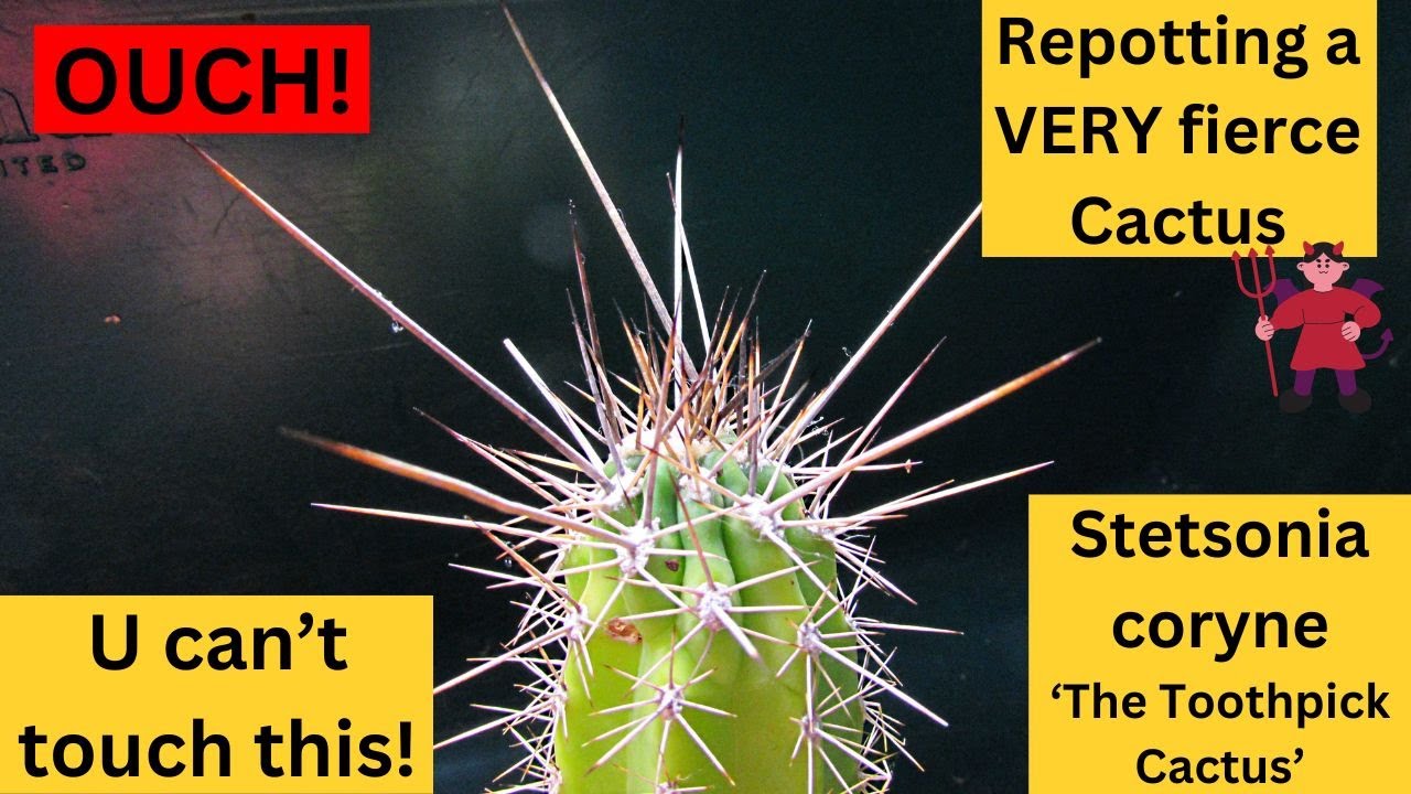 Repotting a VERY FIERCE Cactus | Stetsonia Coryne 'The Toothpick Cactus' #cactus #cacti