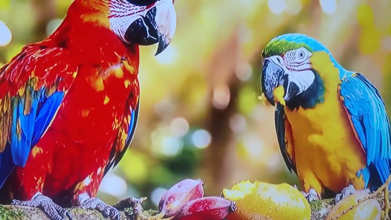 Beautiful birds#🦜🦜🦜🦜🦜#lifeisbutadream ❤️❤️❤️❤️❤️#nature #