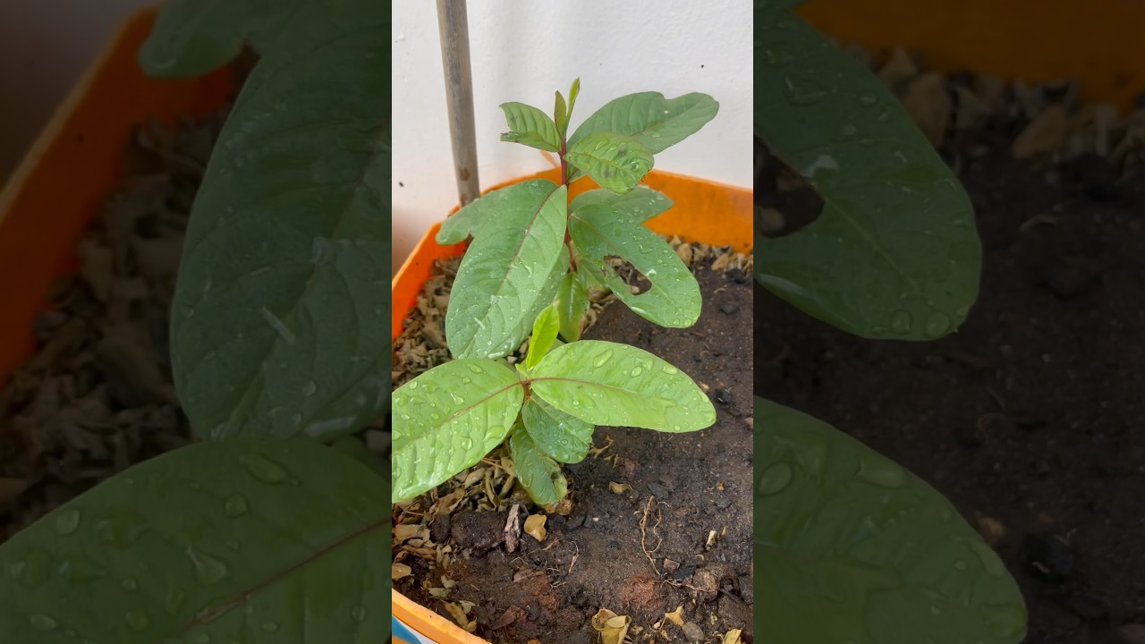Guava tree growth from seeds #guava #planttimelapse