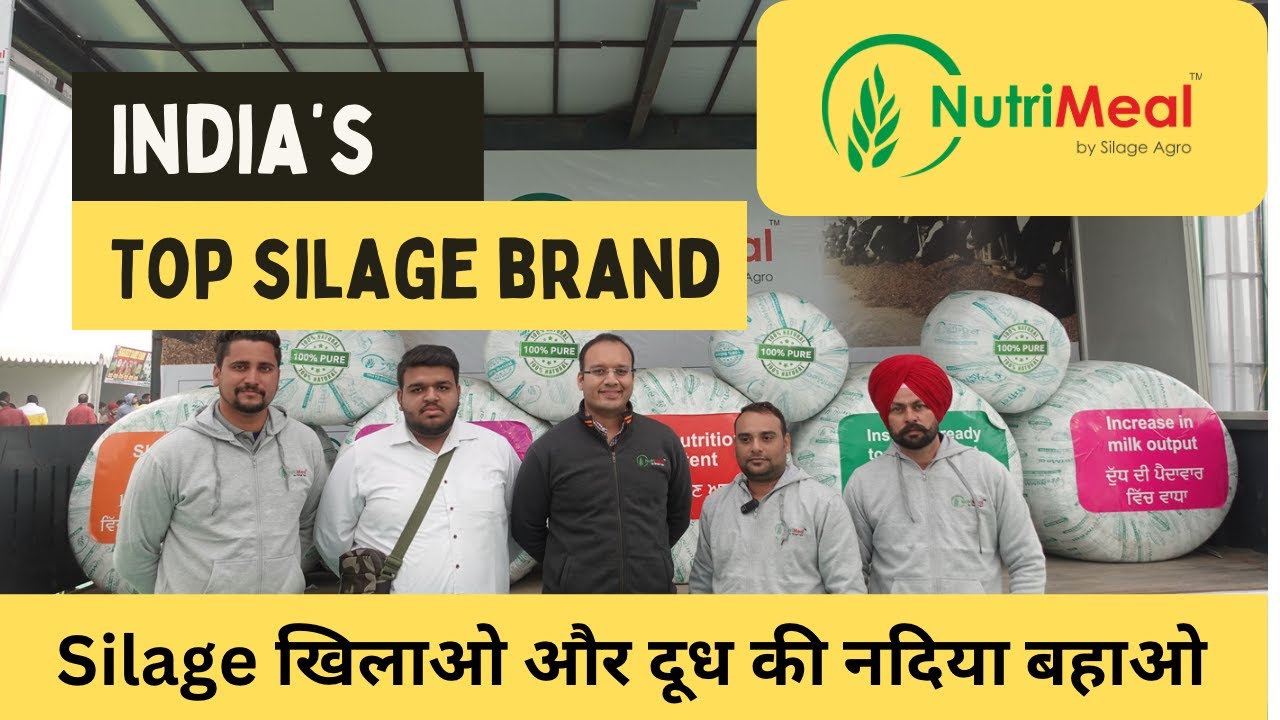 India’s Top Corn Silage Brand / भारत का सबसे अच्छा मक्की का आचार @Silage Agro