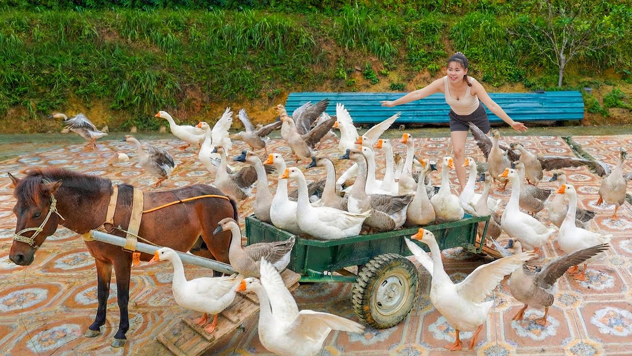 Buy Many Big Goose 10Kg Each from The Farmer Woman, Transported by Horse-drawn Cart Go To Sell