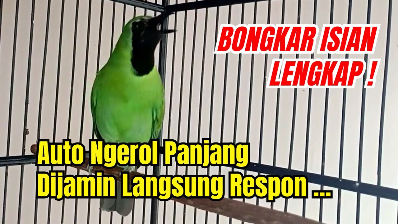 🔴 CUCAK IJO GACOR BONGKAR ISIAN LENGKAP❗❗ Auto Ngerol Panjang - Dijamin Langsung Respon #kicaumania