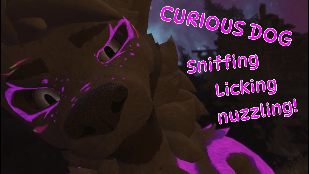 FURRY ASMR Sniffing, Licking and Nuzzling you