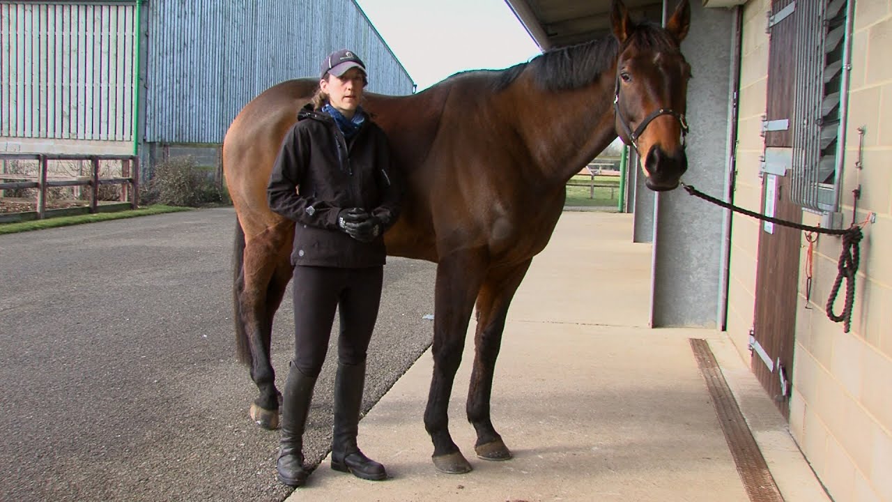 How to check your horse’s hooves daily