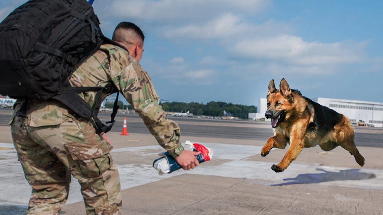 When Animals and Their Humans Reunite in the Sweetest Way Ever 😍
