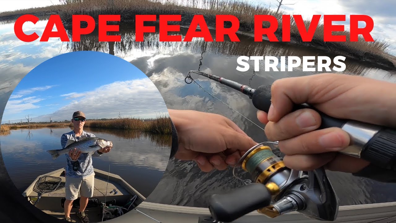 Cape Fear River Stripers     (Wilmington, NC)
