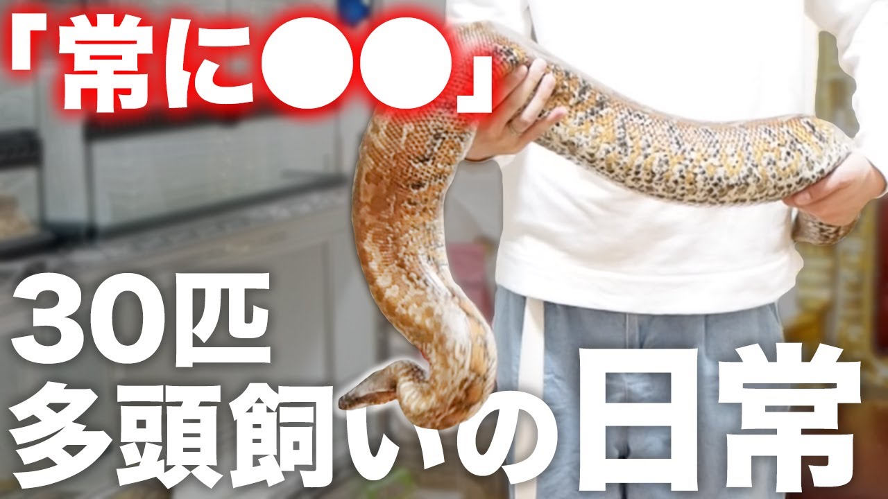 【多頭飼い】ヘビを30匹以上飼育していると常に●●です。