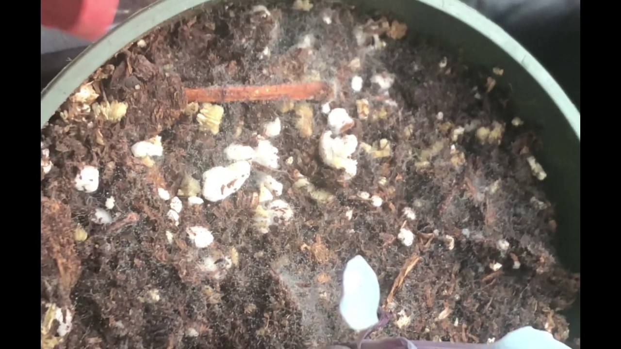Cómo quitar el hongo de la tierra de tus semilleros
