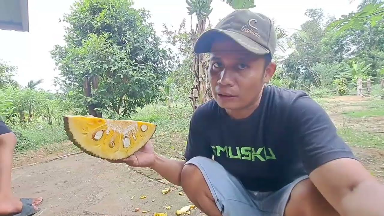 BUAH NANGKA TANAMAN DI PONDOK ROMPOK