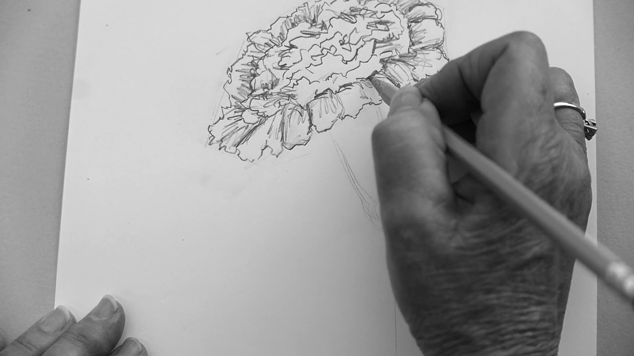 How to Draw a Simple and Easy Carnation Flower