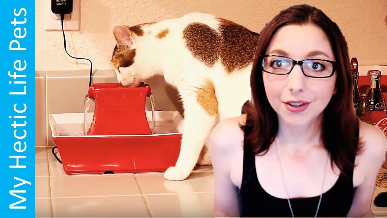 Pet Water Fountain Unboxing And Review, The Petsafe Drinkwell Pagoda Fountain