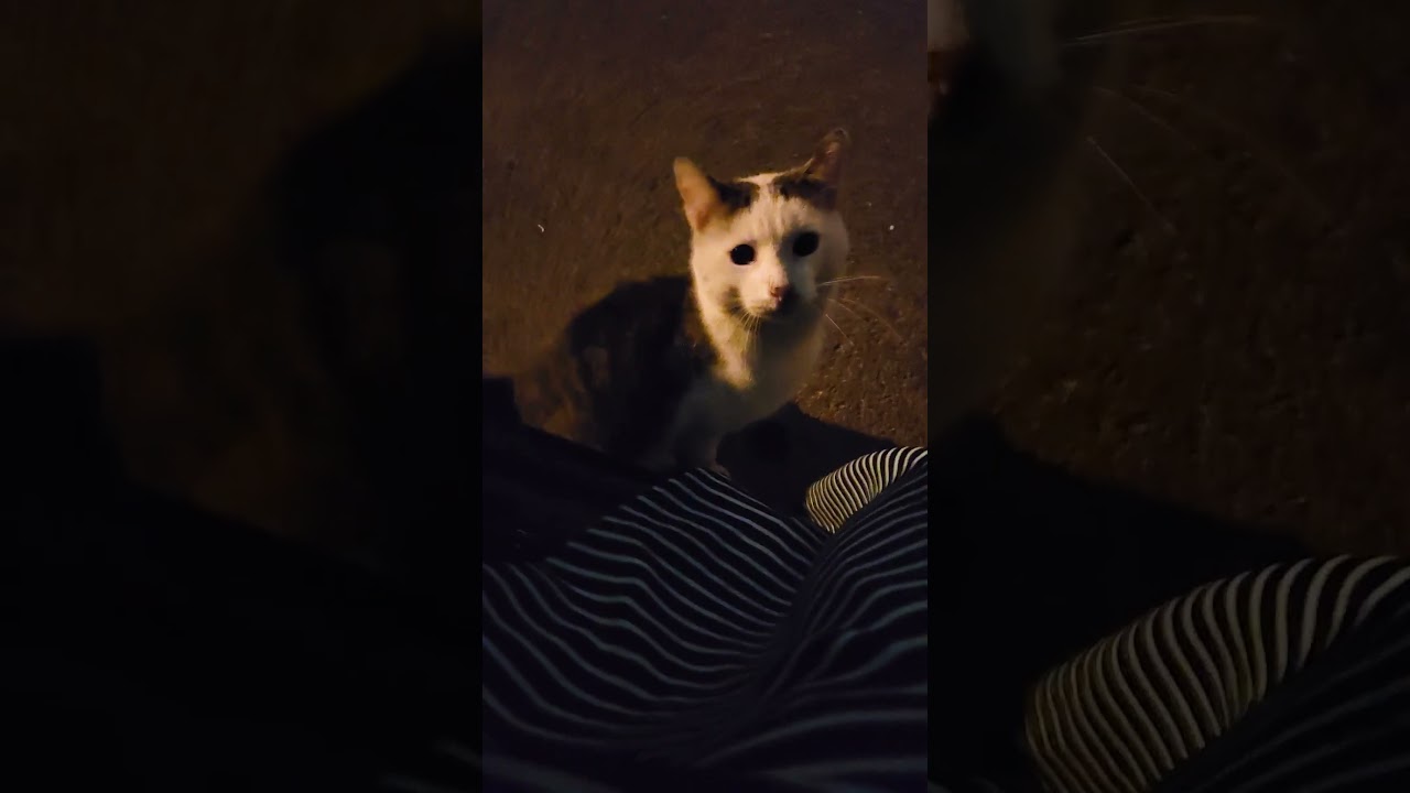 Мой Феррал Кот Хамза 