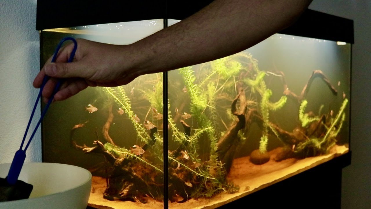 Adding Corydoras Catfish to new Fish Tank | Juwel Rio 180 LED