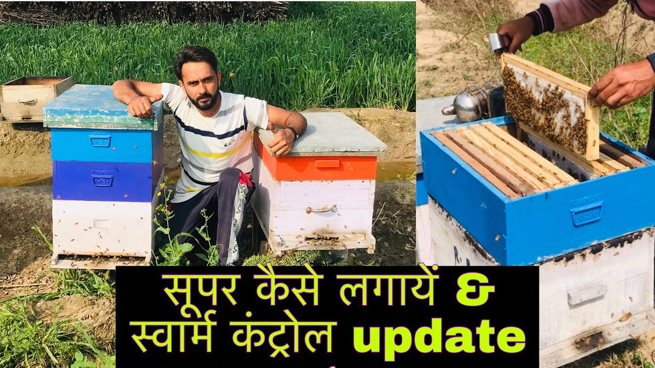 सुपर कैसे लगायें & स्वार्म कंट्रौल 1st update ( मधुमक्खी पालन ) madhumakhi palan in Hindi