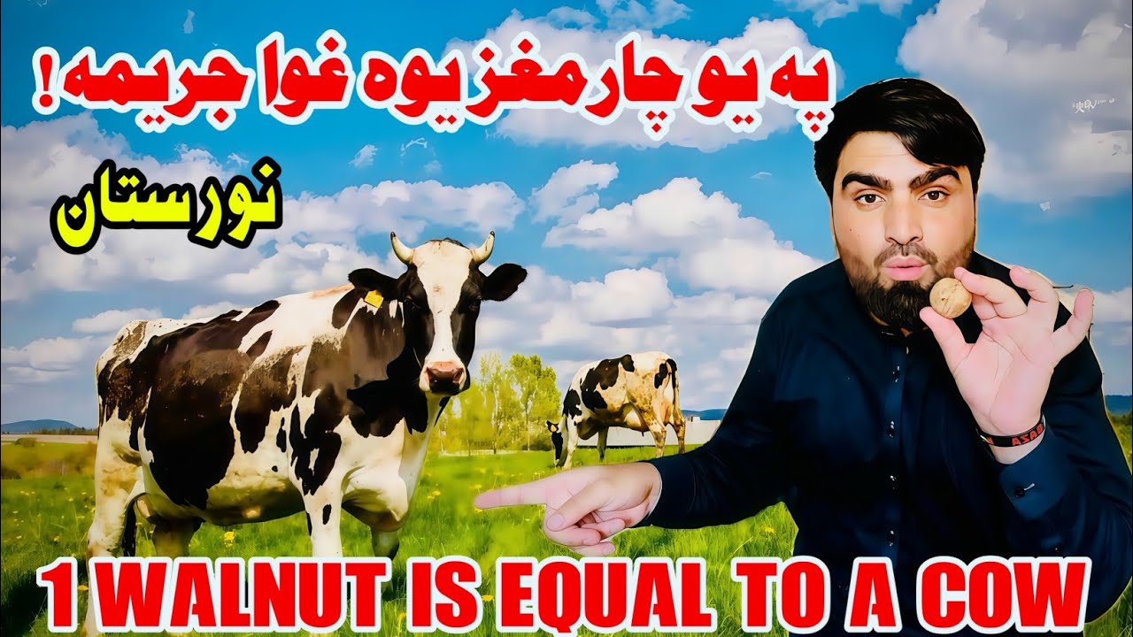 I Got Fined For Picking Walnuts” په یو چارمغز یوه غوا جریمه