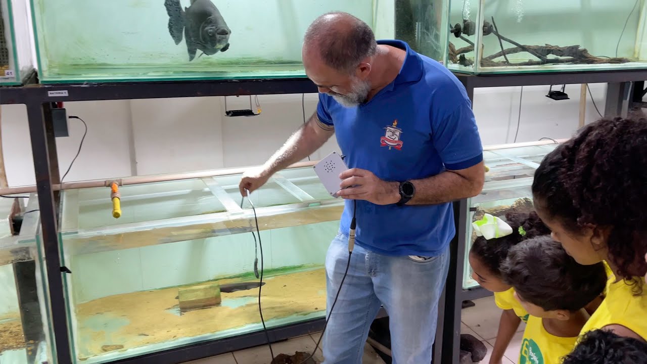 Você já “ouviu” o choque do poraquê?