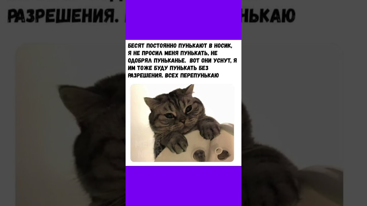 #смех #шутки #мем #cat
