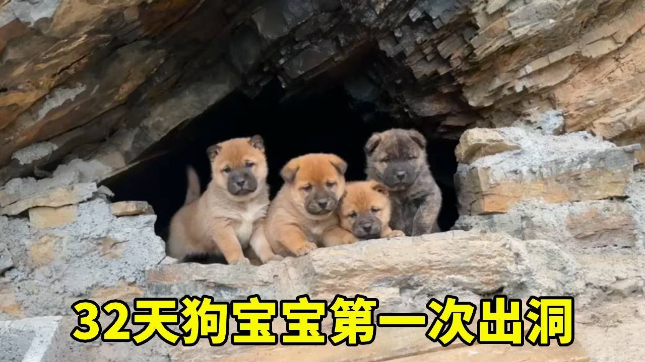 32天了，第一次打开洞门，让狗宝宝探索洞外的世界【乡野志刚】
