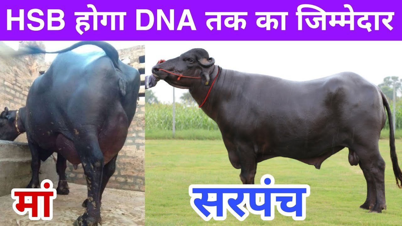 The Powerful Murrah bull - SARPANCH (HSB) and his mother carrying  Marvelous Record in Milking
