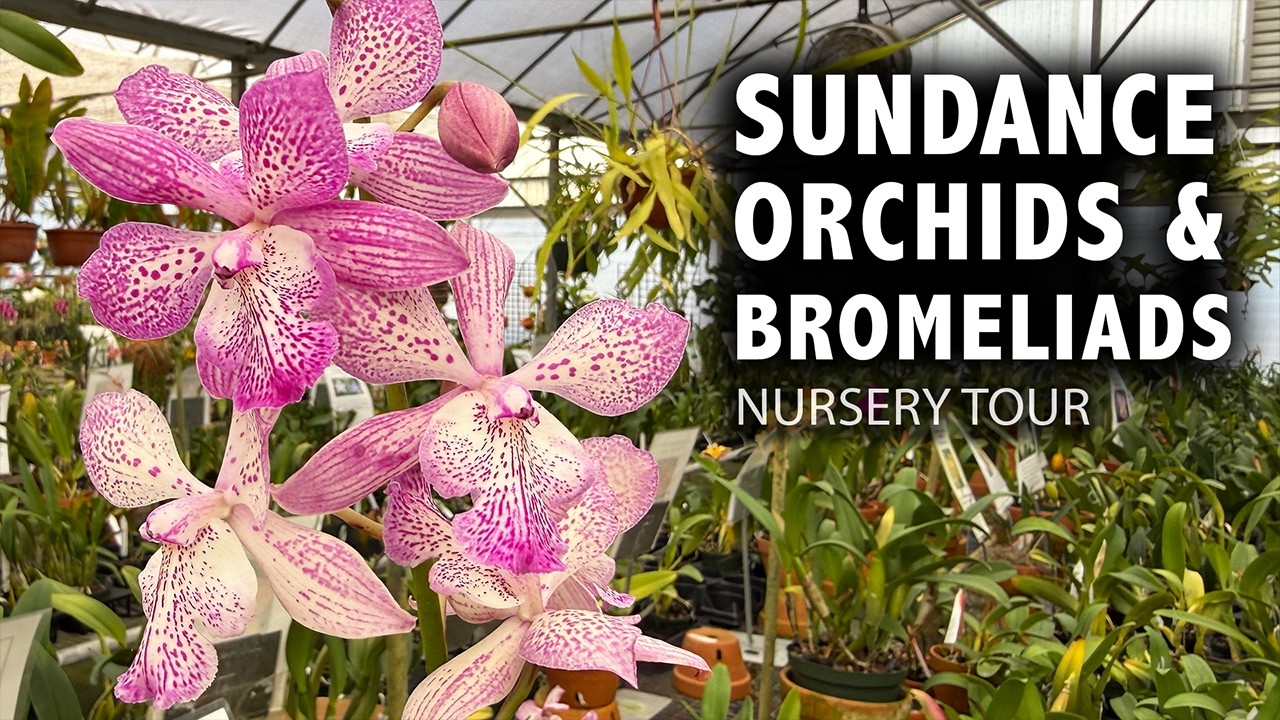 Экскурсия по питомнику орхидей и бромелий Sundance | 20 000 квадратных футов красочных орхидей и ...
