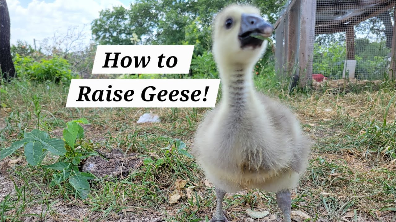 How to Raise Geese: GEESE 101