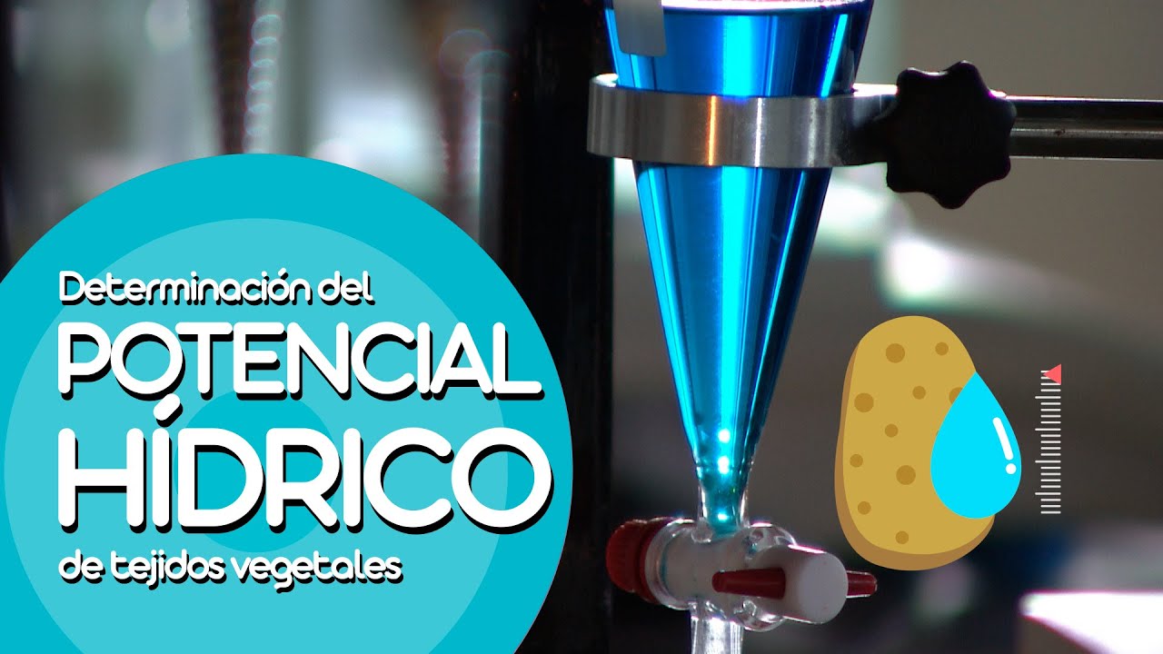 Determinación del potencial hídrico de tejidos vegetales - Práctica de Laboratorio