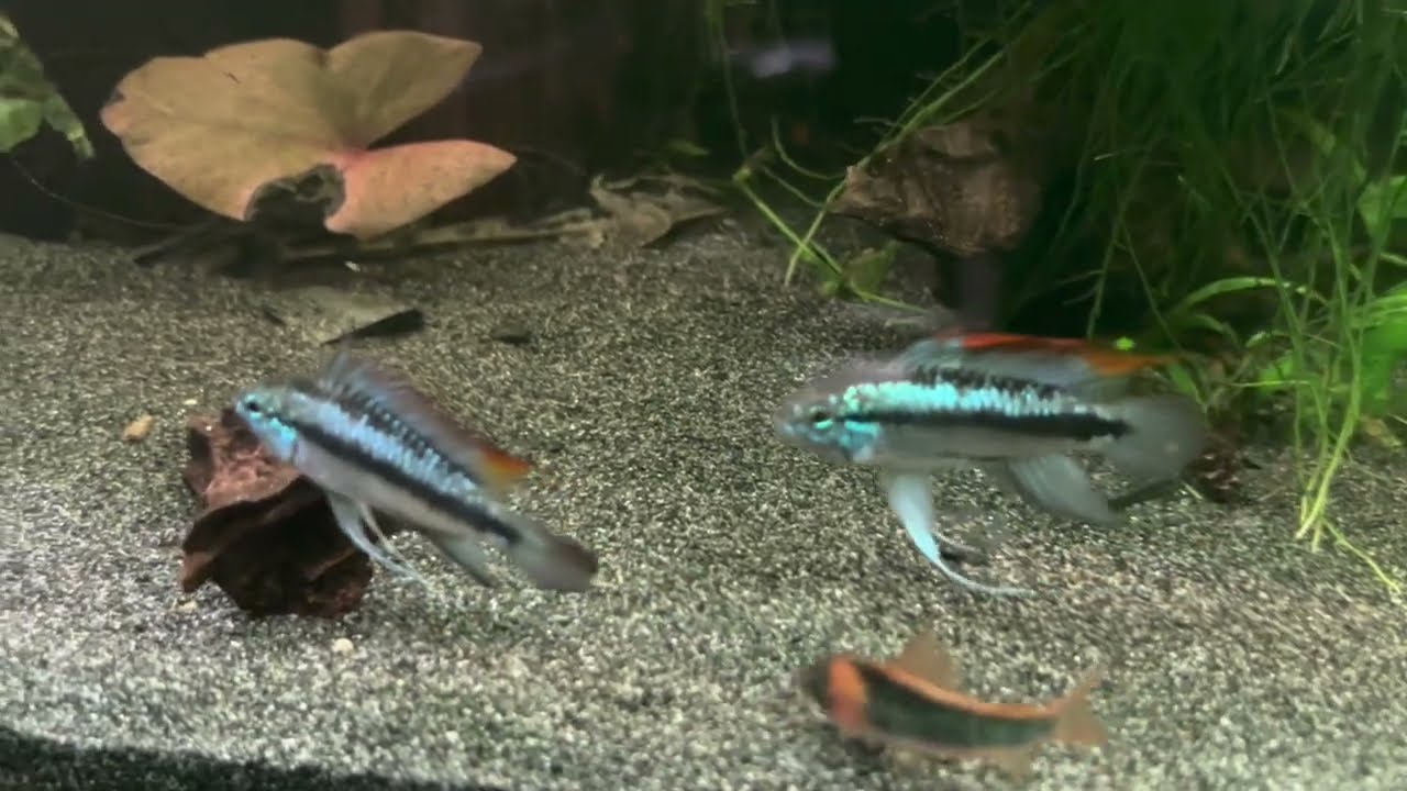 Amazonas to go: Das Imperium schlägt zurück #apistogramma