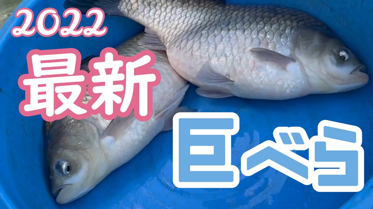 へら釣り【巨べら放流】