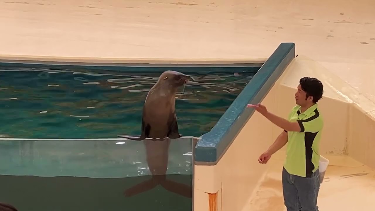 鳥羽水族館のオットセイショー