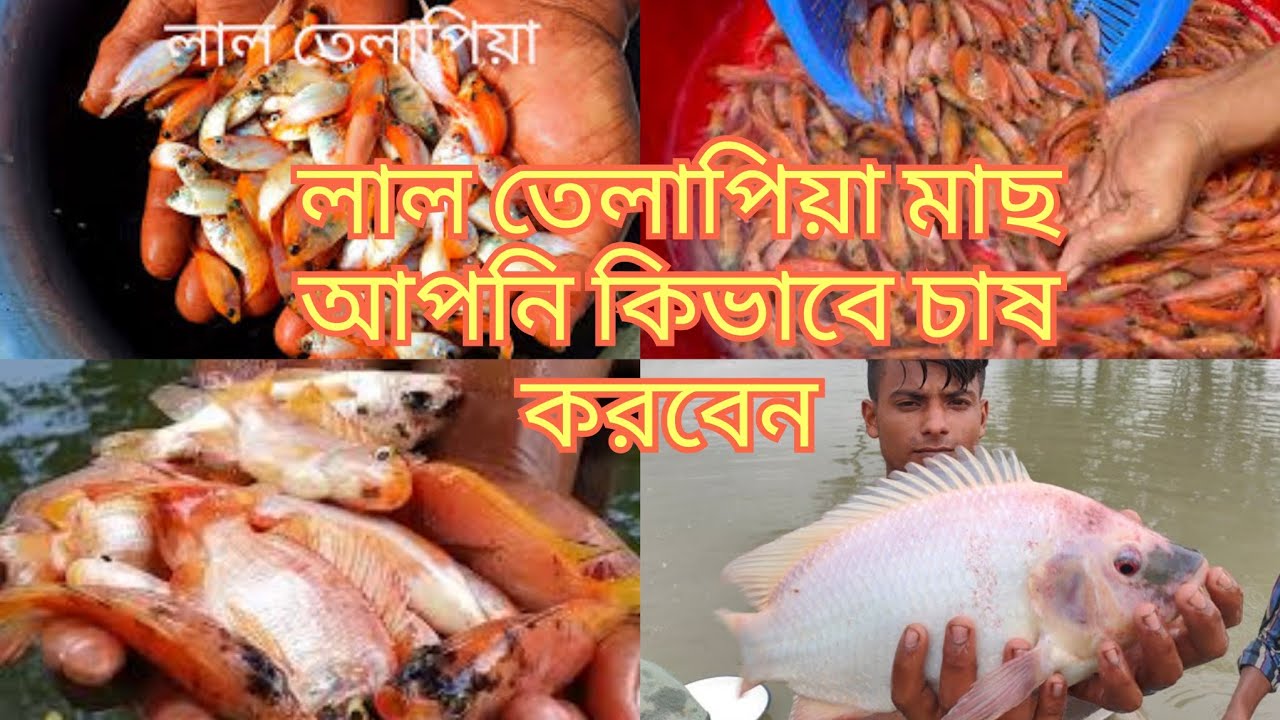 কোন মাছ চাষে লাভ বেশি /লাভজনক কিছু মাছের জাত জেনে নিন। out which fish farming। 9.oct.2023