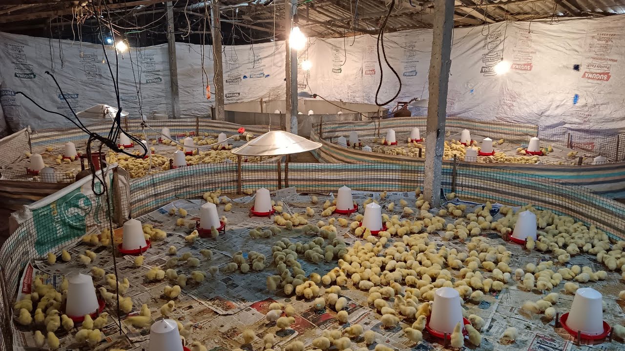 Best winter brooding management/Winter batch start in my farm/
