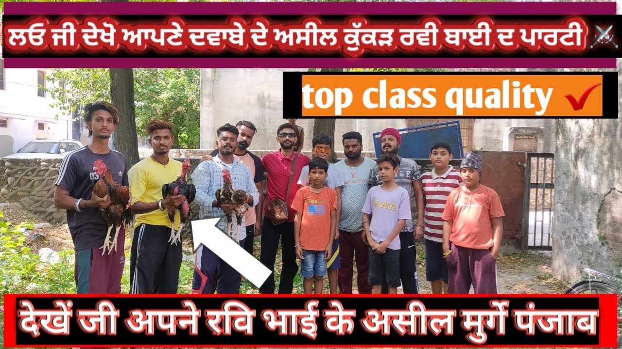 Pure indian aseel 🏅 ਪੰਜਾਬ ਦੁਆਬੇ ਦੇ ਅਸੀਲ ਕੁੱਕੜ⚔ अपने रवि भाई के असील मुर्गे एक से बढ़कर एक 😱#aseel