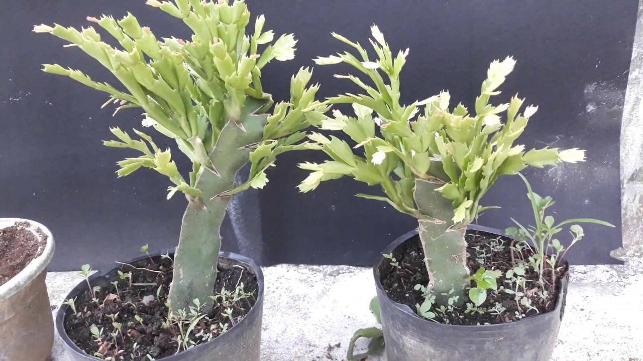 Hướng dẫn ghép cây Tiểu Quỳnh vào cây Thanh Long | Pair the christmas tree with a cactus