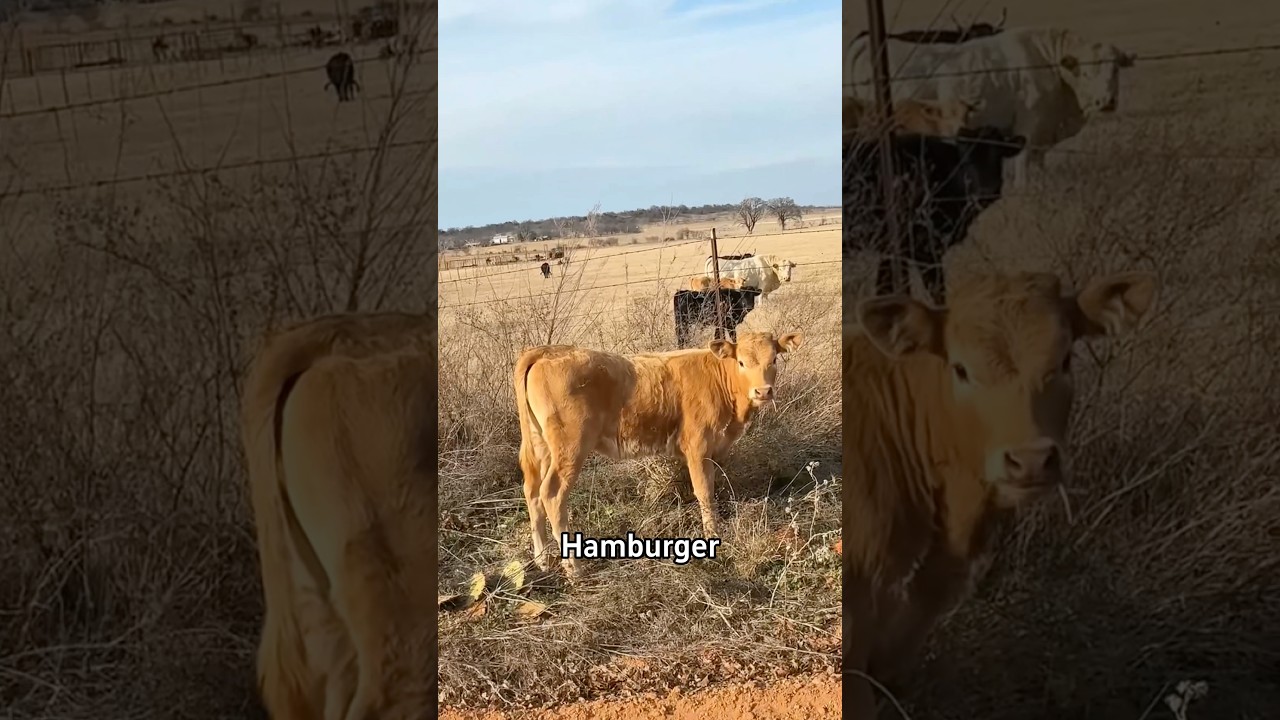 Эта корова зависает 🐄 #корова #бык #смешно #шорты