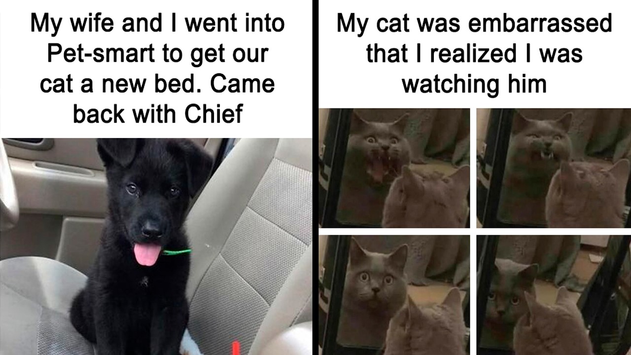 Animal Memes for a Much-Needed Laugh Break