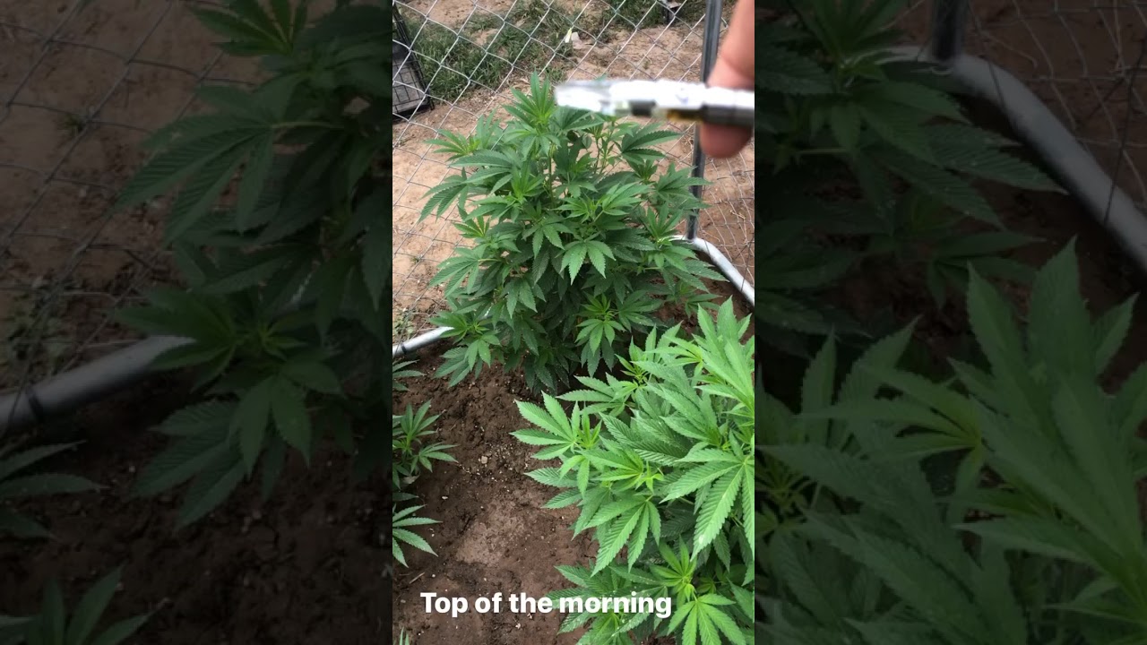 Outdoor grow 2020