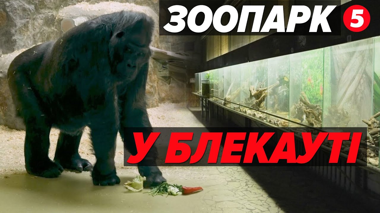 💡БЛЕКАУТ у ВОЛ'ЄРАХ🦍Як СТОЛИЧНИЙ ЗООПАРК рятує тварин в екстремальні морози без електрики