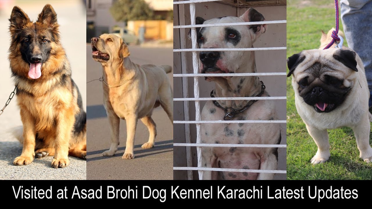 Visited at Asad Brohi Dog Kennel Karachi II Dogs for Sale II latest Update 2020